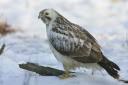 Mäusebussard