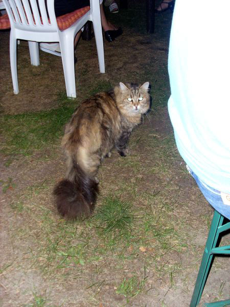 Katzencontent: Feli