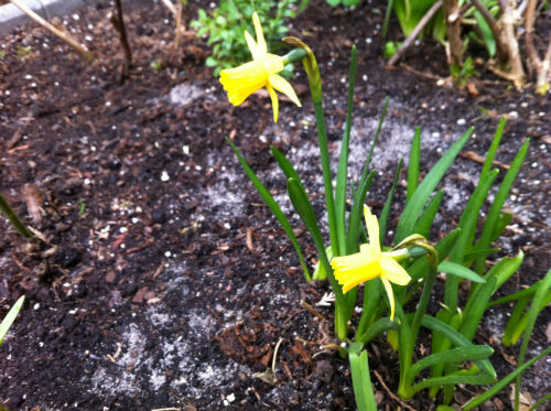Foto mit dem iPhone4